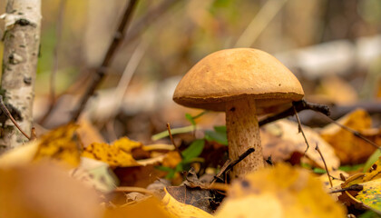 Fototapeta premium Isolated mushroom growing on forest floor during the autumn season
