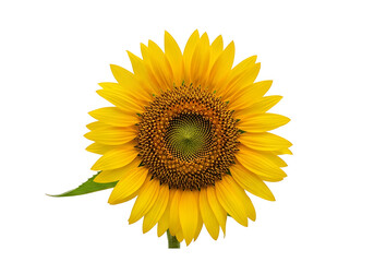 Fototapeta premium Vibrant yellow sunflower head against a stark black background, showcasing detailed seed structure and petal arrangement.