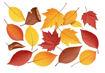 Vibrant autumn leaves of various hues against a stark black background, showcasing a multitude of colors and shapes.