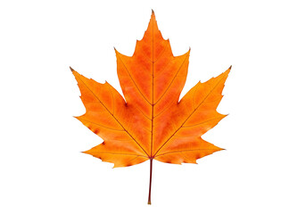 Obraz premium A vibrant autumn maple leaf, displaying rich orange hues against a striking black backdrop.