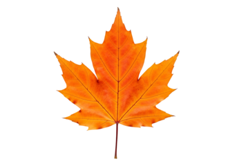 A vibrant autumn maple leaf, displaying rich orange hues against a striking black backdrop.