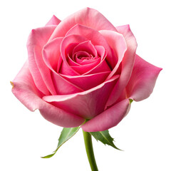 Pink Rose Blossom on Transparent Background Isolated, Single Stem, Vibrant Color