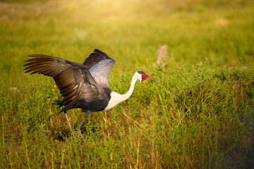 Wattled crane (Bugeranus carunculatus) with wings spread in African wetland grassland. Ideal for: African wildlife photography, bird species visuals, and endangered species awareness.