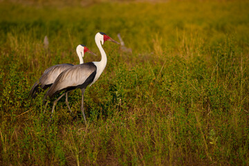 Pair of wattled cranes (Bugeranus carunculatus) walking in African wetland grassland. Ideal for: African wildlife photography, endangered species awareness, and nature conservation visuals.