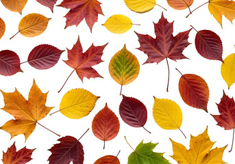 Obraz premium A vibrant display of autumn leaves, various shades of red, yellow, and gold, arranged on a striking black backdrop.