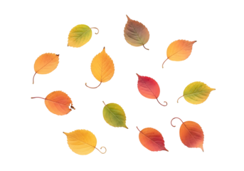 Vibrant autumn leaves, various shades of orange, red, and green, are artfully arranged against a striking black background, creating a captivating fall scene.