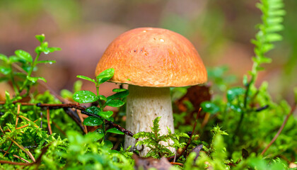 Mushroom in natural habitat close up nature photography study biology