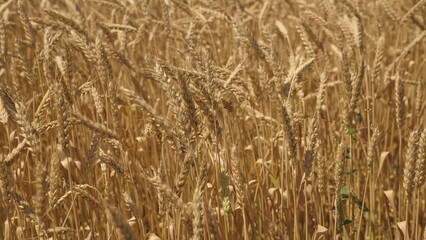Fototapeta premium ears wheat field wind. farming concept. ears wheat farm. summer harvest beautiful yellow summer wheat. agriculture concept. farm harvest grain products. growing organic food sprouts field. harvesting.