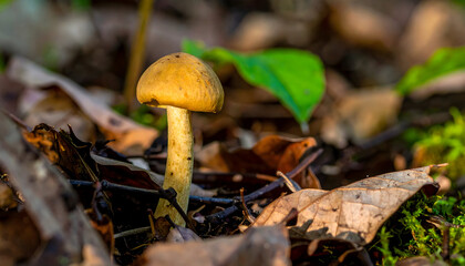 Fototapeta premium Mushroom amidst woodland leaves in natural forest setting detail