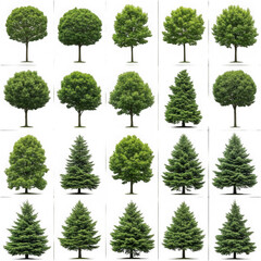 Fototapeta premium Collection of stylized trees isolated on transparent background transparent background