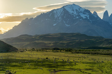 Fototapeta premium A vast, sunlit Patagonian steppe with a lone guanaco, set against the dramatic, hazy backdrop of the rugged, snow-dusted Andes mountain range.