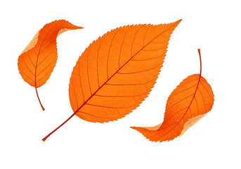 Fototapeta premium Three vibrant autumn leaves, rendered in rich orange hues, appear to float against a striking black backdrop.