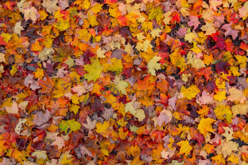 Colorful pallet of autumn maple leaves for background use.