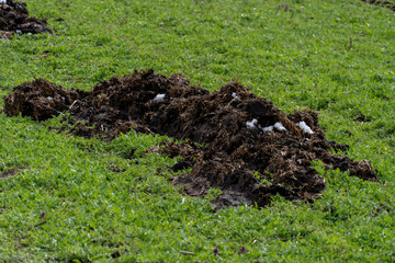 Nature's fertilizer enriches soil in a green pasture during springtime after recent rainfall