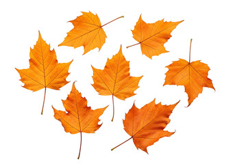 Obraz premium A cluster of vibrant autumn leaves, arranged in a circular pattern against a striking black background, showcasing the warm hues and intricate details of the foliage.