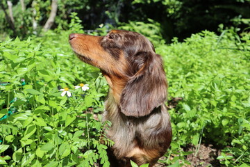 puppy in the grass