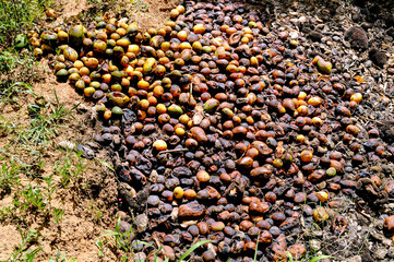 Rotten mangoes for organic manure preparation. Brasilia, Brazil, September 2019