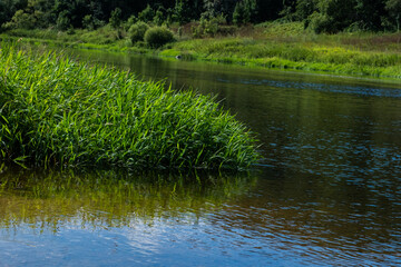 Beautiful river scene with green reeds reflecting in the water on a sunny day. Calm ripples, summer landscape and natural vegetation create a peaceful and serene atmosphere.