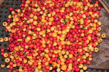 Habanero-type pepper, Capsicum chinense, is a species of chili pepper native to the Americas. C....