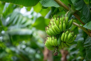 Green bananas growing on banana tree in plantation
