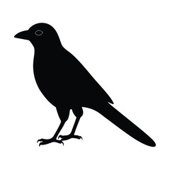 magpie, bird, avian, winged, black-white, tail, flying, beak, feathered, perched, scavenger, songbird