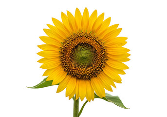 Fototapeta premium A vibrant sunflower, with its rich yellow petals and dark center, stands out against a bold black backdrop.