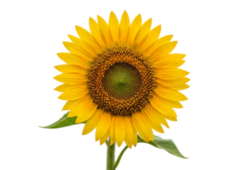 A vibrant sunflower, with its rich yellow petals and dark center, stands out against a bold black backdrop.