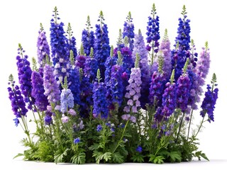 A vibrant and colorful arrangement of purple and blue delphinium flowers
