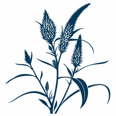 cockscomb celosia spicata with cockscomb celosia spicata