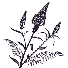 Obraz premium cockscomb celosia spicata vector