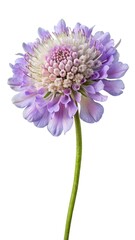 Fototapeta premium Elegant Scabiosa Flower Blossom with Lavender Petals and Green Stem on White Background