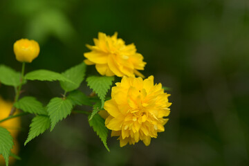 八重のヤマブキ