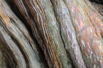 Textured Tree Bark with Rich Colors in Japanese Forest