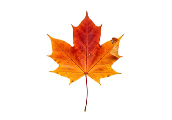 Obraz premium Vibrant autumn leaf, showcasing rich orange and crimson hues against a striking black background.