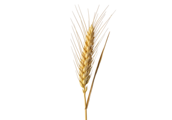A single golden wheat ear stands out against a pure black background, showcasing its intricate details and natural hues.
