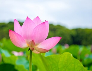 Close-up of a vibrant pink lotus flower