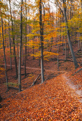 Fototapeta premium Autumn beech forest path in Hungary with warm fall colours