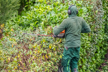 Gardener trims the hedge with hedge trimmers.