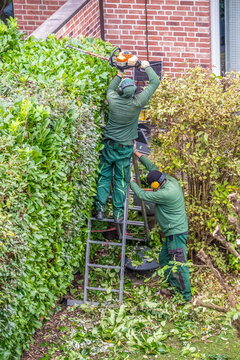 Gardener trims the hedge with hedge trimmers.