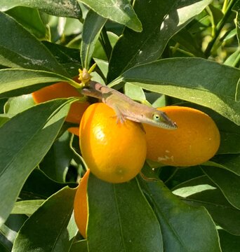 orange tree with fruits