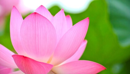 Pink Lotus Flower Closeup.