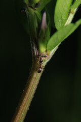Black carpenter ant macro photo