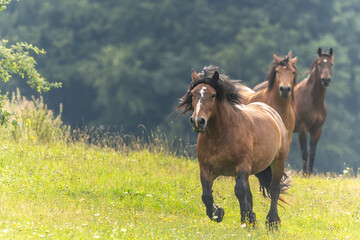 Kaltblut  galoppiert
