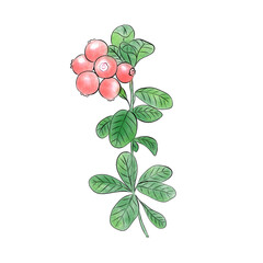 Lingonberry watercolor illustration isolated on white