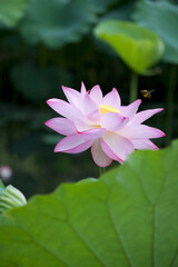 Obraz premium Ancient Origin Lotus