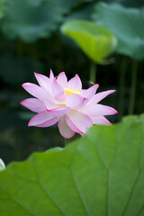 Obraz premium Ancient Origin Lotus