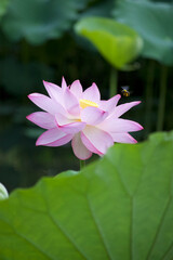 Fototapeta premium Ancient Origin Lotus