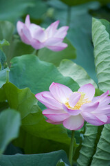 Ancient Origin Lotus