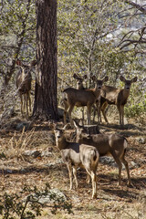 herd of Mule deer and their attention peaked  