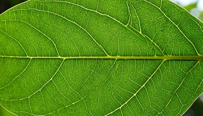 Green Leaf Vein Texture Closeup.